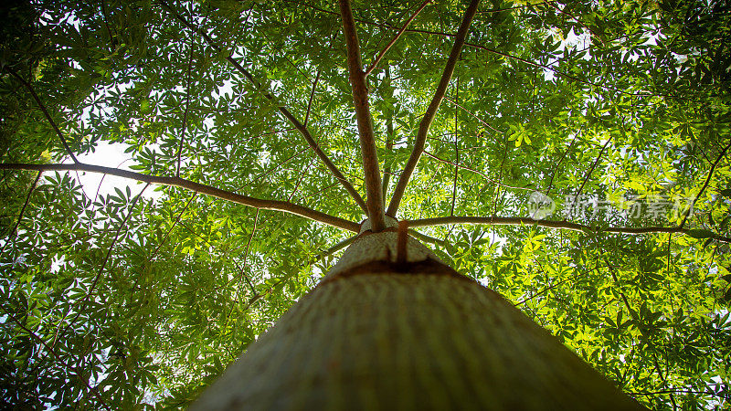 这是一棵大西洋热带雨林的原生树，在巴西<s:1>圣保罗的莫吉达斯克鲁泽斯的内布林纳公园，从下面看它繁茂的自然